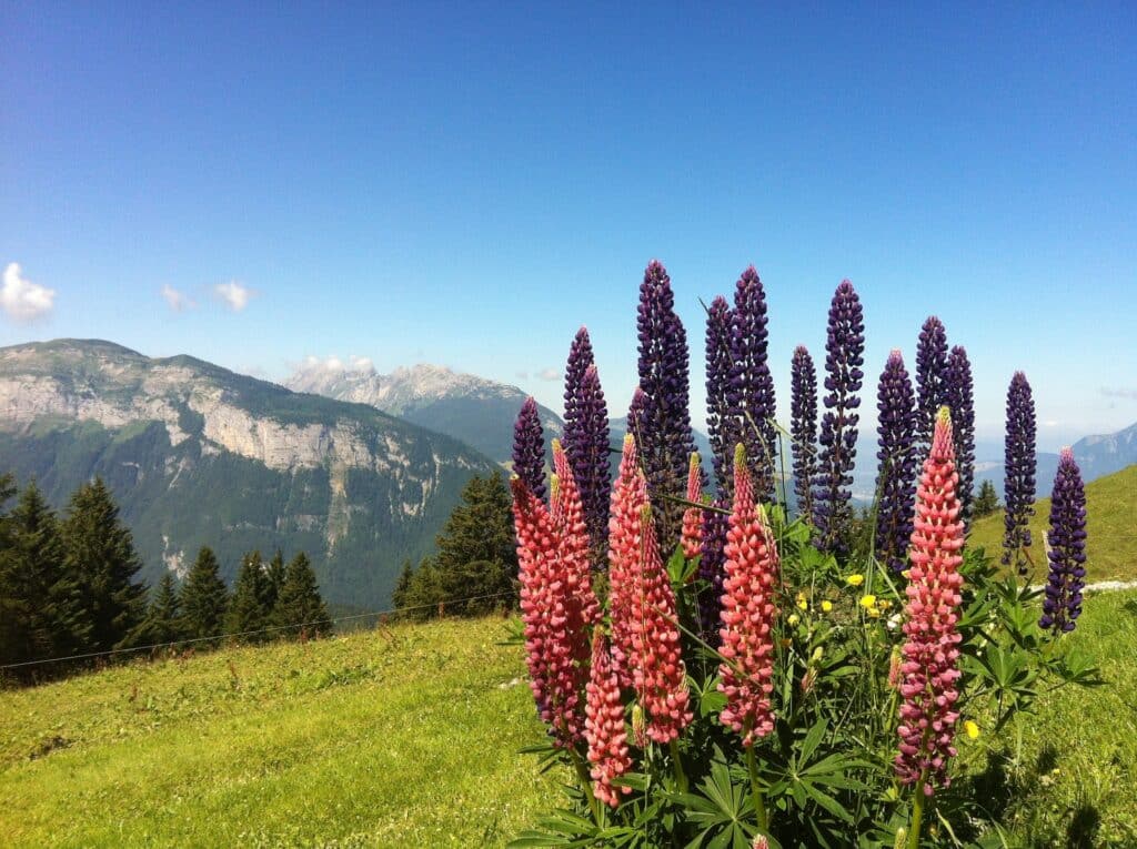 Quelles sont les fleurs de montagne en Savoie ?