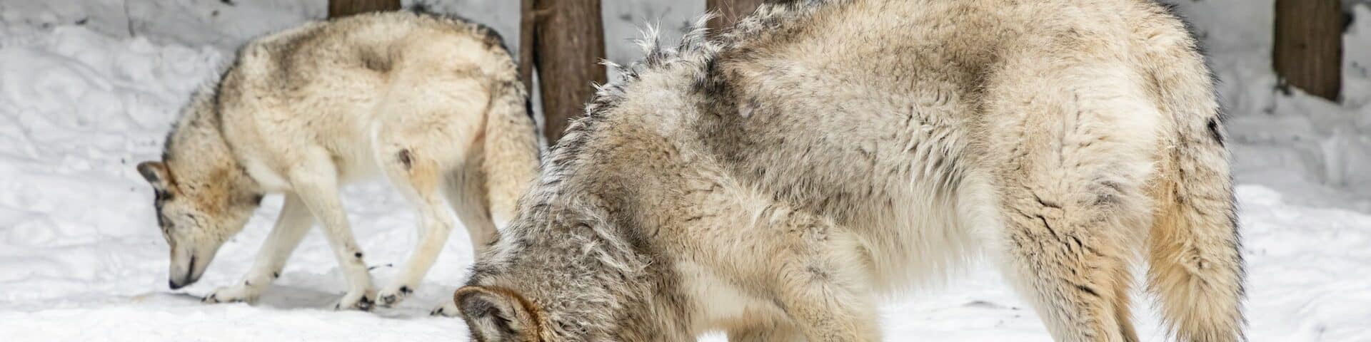 Comment reconnaître une empreinte de loup ?