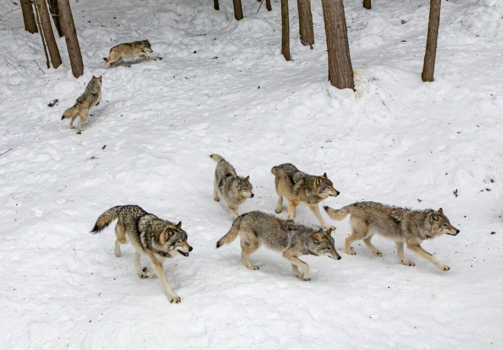 Comment reconnaître une empreinte de loup ?